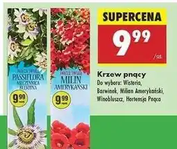 Biedronka Krzew pnący oferta