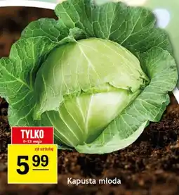 Gram Market Kapusta młoda oferta