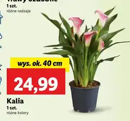 Lidl Kalia Ok oferta