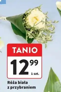Intermarche Róża biała oferta