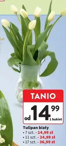 Intermarche Tulipany 35 cm oferta