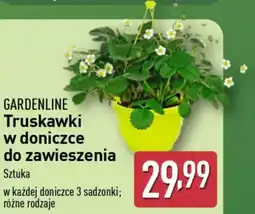 ALDI Gardenline truskawki w doniczce do zawieszenia oferta