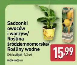 ALDI Sadzonki owoców i warzyw/ roślina śródziemnomorska/ oferta