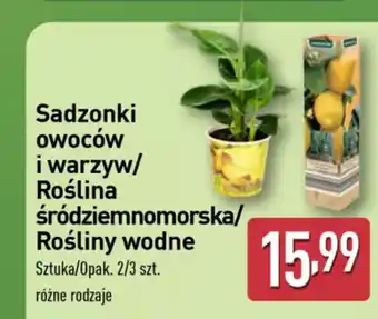 ALDI Sadzonki owoców i warzyw/ roślina śródziemnomorska/ oferta