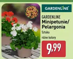 ALDI Gardenline minipetunie/ pelargonia oferta
