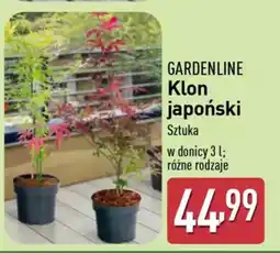 ALDI Gardenline klon japoński oferta