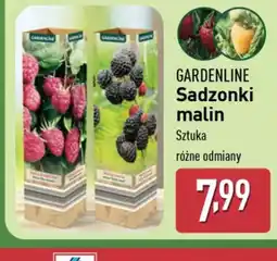 ALDI Gardenline sadzonki malin oferta