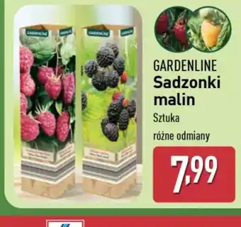 ALDI Gardenline sadzonki malin oferta