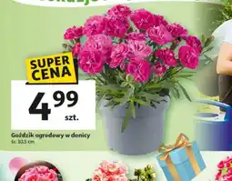 Auchan Goździk ogrodowy w donicy oferta
