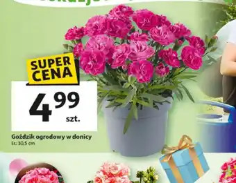 Auchan Goździk ogrodowy w donicy oferta