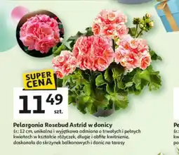 Auchan Pelargonia Rosebud Astrid w donicy oferta