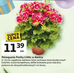 Auchan Pelargonia Pretty Little w donicy oferta