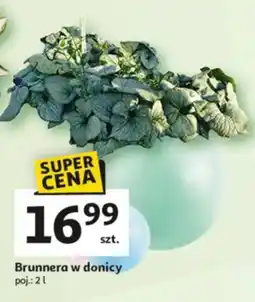 Auchan Brunnera w donicy oferta