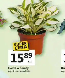 Auchan Hosta w donicy oferta