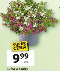 Auchan Kufea w donicy oferta