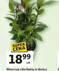 Auchan Wawrzyn szlachetny w donicy oferta