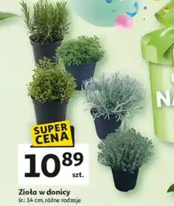 Auchan Zioła w donicy oferta