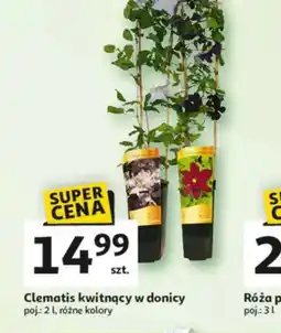 Auchan Clematis kwitnący w donicy oferta