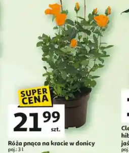 Auchan Róża pnąca na kracie w donicy oferta