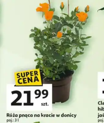 Auchan Róża pnąca na kracie w donicy oferta