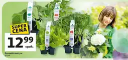Auchan Rozsada warzyw oferta