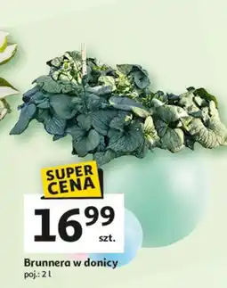 Auchan Brunnera don. 2 l oferta