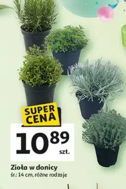 Auchan Zioła w doniczce oferta