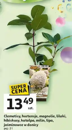 Auchan Jaśminowiec oferta