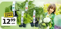 Auchan Rozsada papryka oferta