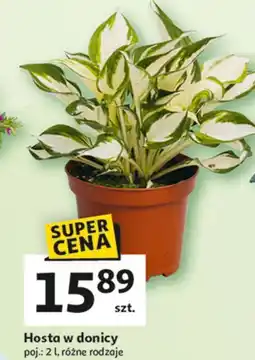 Auchan Hosta w donicy 2 l oferta