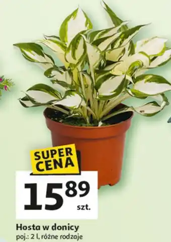 Auchan Hosta w donicy 2 l oferta