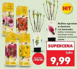 Kaufland Roślina ogrodowa w doniczce lub kartoniku oferta