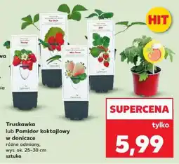 Kaufland Truskawka lub Pomidor koktajlowy w doniczce oferta