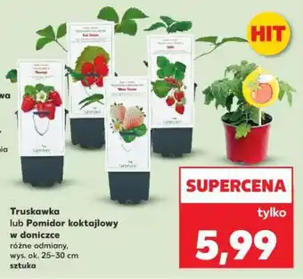 Kaufland Truskawka lub Pomidor koktajlowy w doniczce oferta