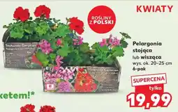 Kaufland Pelargonia stojąca lub wisząca oferta