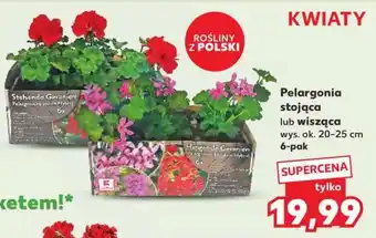 Kaufland Pelargonia stojąca lub wisząca oferta