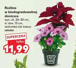 Kaufland Roślina w biodegradowalnej doniczce oferta