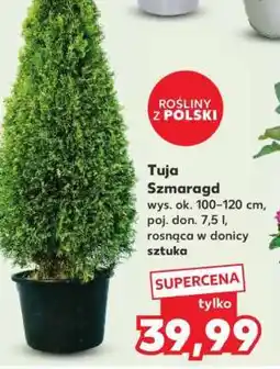 Kaufland tUJA szMArAGD oferta