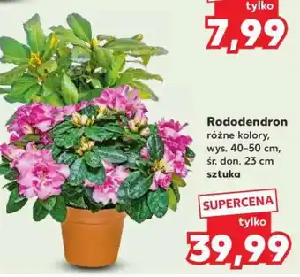 Kaufland Rododendron oferta