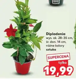 Kaufland Dipladenia oferta