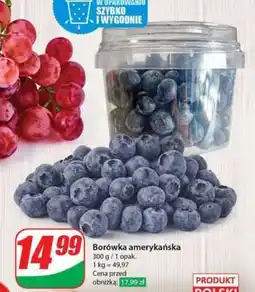 Dino Borówka amerykańska oferta