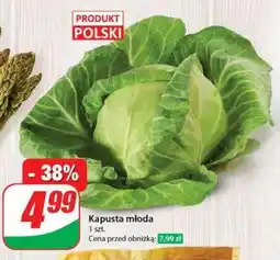 Dino Kapusta młoda oferta