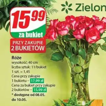 Dino Róże oferta