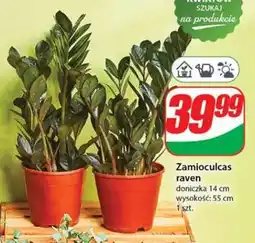 Dino Zamioculcas Raven oferta