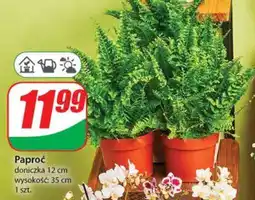 Dino Paproć oferta