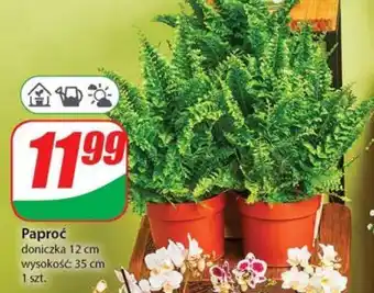 Dino Paproć oferta