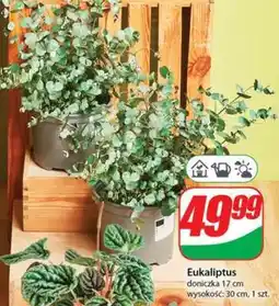 Dino Eukaliptus oferta