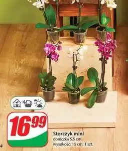 Dino Storczyk mini oferta