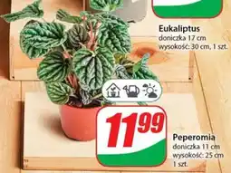 Dino Peperomia oferta