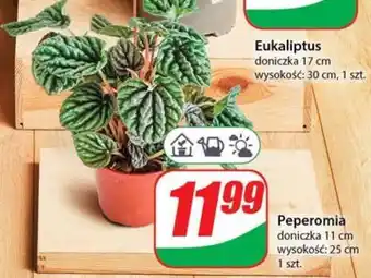 Dino Peperomia oferta